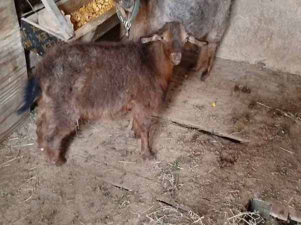 母山羊, Goats — 哈萨克斯坦