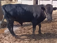 公牛, Aberdeen-Angus — 照片 2