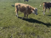 Bulle, Kasachische Weißkopfkuh — Foto 3