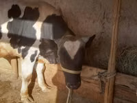 सांड, Russian Black pied cattle — फ़ोटो 2