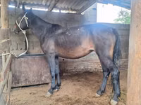 Toychoq, Otlar — 2-rasm