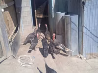 Turkeys — الصورة 2