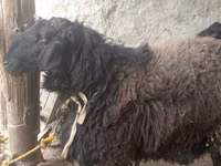Widder, Blackheaded Persian sheep — Foto 2