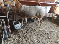 Ram, Arashan sheep — photo 7