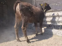 Bulle, Swiss cattle — Foto 1