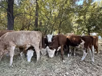सांड, Simmental cattle — फ़ोटो 3
