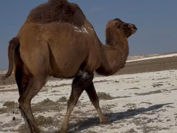 母骆驼, Kazakh Bactrian camel
