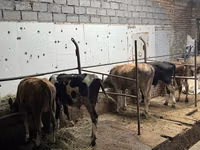 Bull, Cattle — photo 6
