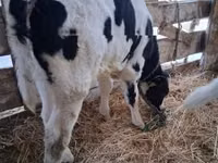 公牛, Russian Black pied cattle — 照片 2