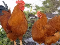 بلاجو فارسكايا — الصورة 2