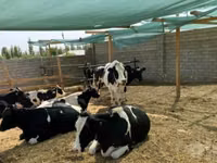 गाय, Russian Black pied cattle — फ़ोटो 2