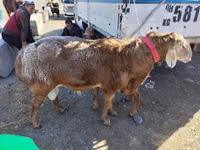 Ram, Arashan sheep — photo 7
