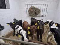 Toro, Russian Black pied cattle — foto 4