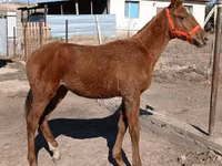 Stute, Kazakh horse — Foto 2
