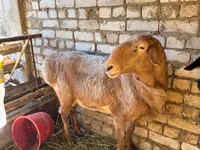 Қошқар, Edilbay sheep — 2-сурет