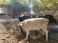 गाय, Latvian Blue cattle — फ़ोटो 3