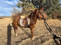 Mare, Horses — photo 4