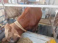 Toro, Ganado vacuno — foto 7