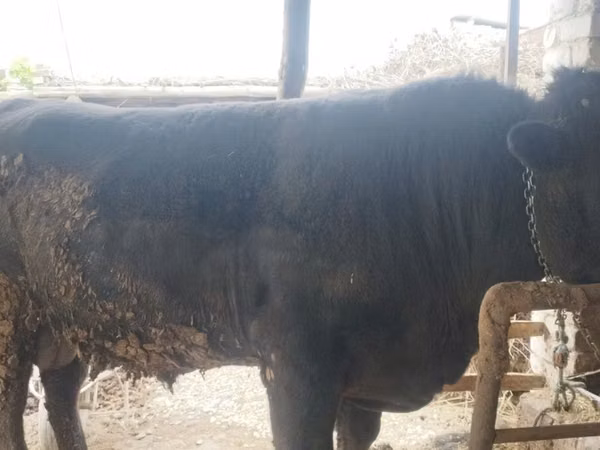Bulle, Aberdeen-Angus