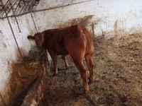 Vaca, Ganado vacuno — foto 1