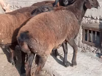 كبش, الأغنام — الصورة 3