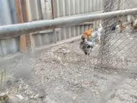 Chickens — 5-сурет