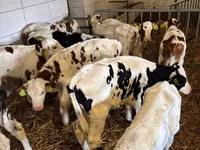 Buqa, Simmental cattle — 5-rasm