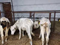 Bovinos (lote, sexo no especificado), Simmental cattle — foto 3
