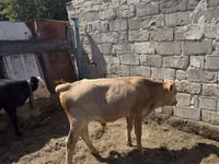 公牛, Cattle — 照片 1