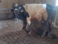 ثور, Russian Black pied cattle — الصورة 5