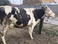 Kuh, Holstein-Rasse — Foto 3