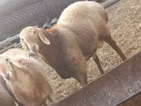 Widder, Arashan sheep — Foto 2