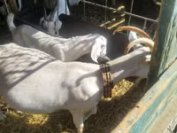 Ziege, Saanen goat — Foto 2