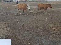 بقرة, Simmental cattle — الصورة 1