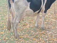 Kuh, Russian Black pied cattle — Foto 1