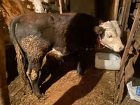 公牛, Kazakh White-headed cow — 照片 2