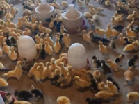 Ducks — Foto 1