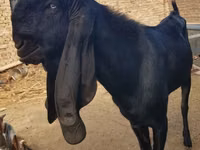 Ziegenbock, Beetal goats — Foto 1