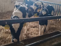 Bulle, Russian Black pied cattle — Foto 4