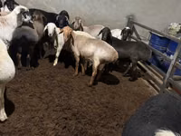 Ram, Sheep — photo 3
