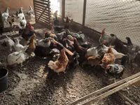 Chickens — 2-сурет