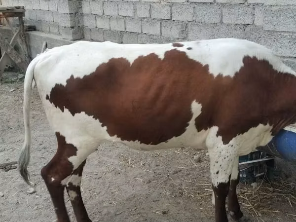 गाय, Simmental cattle — उज़्बेकिस्तान