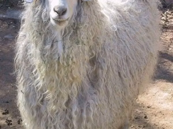 Ziegen (Partie, Geschlecht nicht angegeben), Angora goats