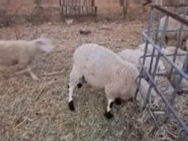 Ram, Cerry Hill sheep