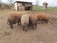 Schweine (Partie, Geschlecht nicht angegeben) — Foto 2