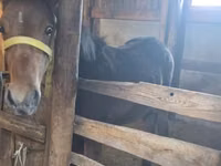 Caballo, Caballos — foto 1