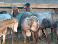 Widder, Hissar sheep — Foto 2