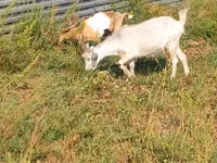 Ziege, Alpine goat — Foto 3