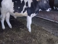 Bull, Russian Black pied cattle — photo 2