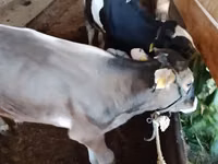 公牛, Cattle — 照片 1